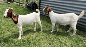 2x BOERBOK FEMALE Suzanne van Dyk BBS (Pay per animal}