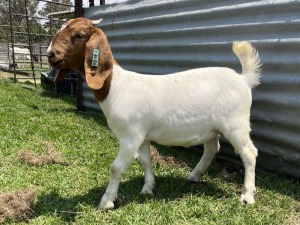 1x BOERBOK FEMALE Suzanne van Dyk BBS