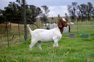 1x BOERBOK FEMALE Suzanne van Dyk BBS