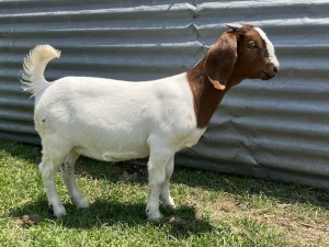 1x BOERBOK FEMALE Suzanne van Dyk BBS