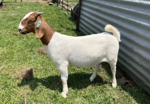 1x BOERBOK FEMALE Suzanne van Dyk BBS