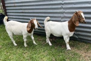 2x BOERBOK FEMALE Suzanne van Dyk BBS (Pay per animal}