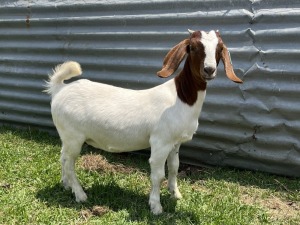 1x BOERBOK FEMALE Suzanne van Dyk BBS