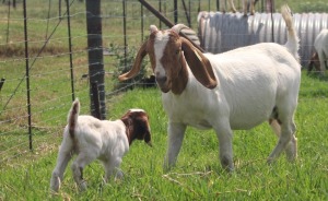 1+1x BOERBOK FEMALE Suzanne van Dyk BBS