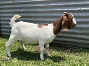 1x BOERBOK FEMALE Suzanne van Dyk BBS (Pay per animal}