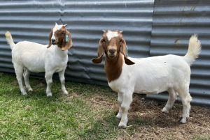 2x BOERBOK FEMALE Suzanne van Dyk BBS (Pay per animal}