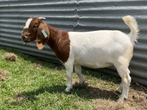 1x BOERBOK FEMALE Suzanne van Dyk BBS