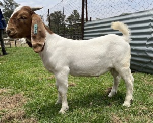 1x BOERBOK MALE Suzanne van Dyk BBS