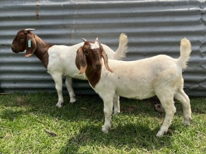 4x BOERBOK FEMALE Suzanne van Dyk BBS (Pay per animal}