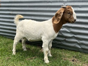 1x BOERBOK MALE Suzanne van Dyk BBS