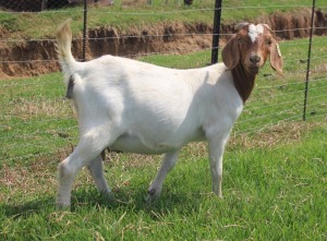 1x BOERBOK PREGNANT FEMALE Suzanne van Dyk BBS