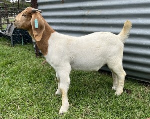 1x BOERBOK MALE Suzanne van Dyk BBS