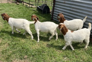 4x BOERBOK MALE Suzanne van Dyk BBS (Pay per animal}