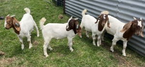 4x BOERBOK MALE Suzanne van Dyk BBS (Pay per animal}