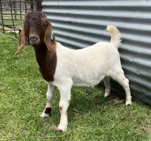 1x BOERBOK MALE Suzanne van Dyk BBS