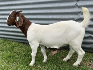 1x BOERBOK MALE Suzanne van Dyk BBS