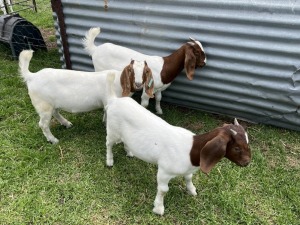 3x BOERBOK FEMALE Suzanne van Dyk BBS (Pay per animal}