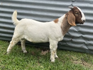 1x BOERBOK MALE Suzanne van Dyk BBS