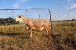 1X OOI/EWE J Afrika - Mandla Seopela - 082 044 4712 (Highest Bidder may choose A, B or C of Lot round or take all - Pay per piece. Choice once per Lot round, Rest to take all)