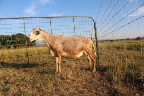 1X OOI/EWE J Afrika - Mandla Seopela - 082 044 4712 (Highest Bidder may choose A, B or C of Lot round or take all - Pay per piece. Choice once per Lot round, Rest to take all)