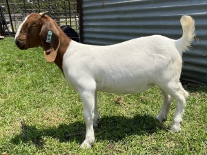 1x BOERBOK FEMALE Suzanne van Dyk BBS