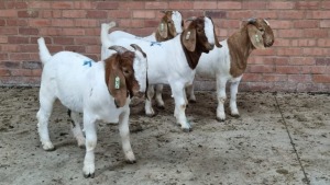 4x BOERBOK MALE NARDUS VOLSCHENK (Pay per animal}