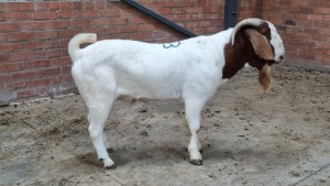 1x BOERBOK MALE NARDUS VOLSCHENK