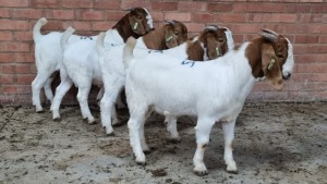 4x BOERBOK MALE NARDUS VOLSCHENK (Pay per animal}