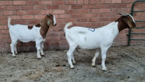 2x BOERBOK MALE NARDUS VOLSCHENK (Pay per animal}