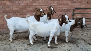 4x BOERBOK FEMALE NARDUS VOLSCHENK (Pay per animal}