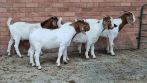 4x BOERBOK MALE NARDUS VOLSCHENK (Pay per animal}