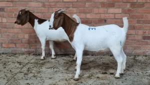 2x BOERBOK FEMALE NARDUS VOLSCHENK (Pay per animal}