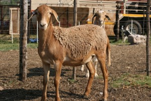 1X OOI/EWE B3 Genetics - Charles Freeme - 074 207 0007