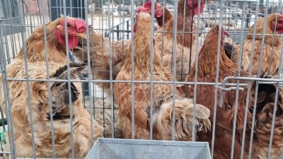 3x HOENDERS FEMALE DIRKIE SMIT (Pay per animal}