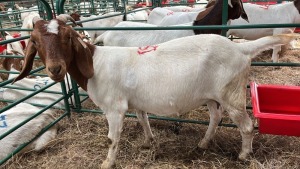 1x BOERBOK FEMALE Suzanne van Dyk Boerbokstoet