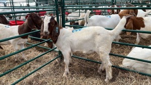 1x BOERBOK MALE Suzanne van Dyk BBS