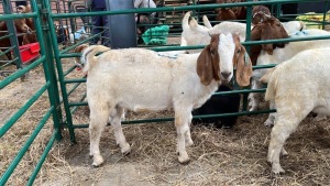 1x BOERBOK MALE Suzanne van Dyk BBS