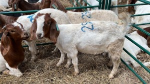 1x BOERBOK FEMALE Suzanne van Dyk BBS