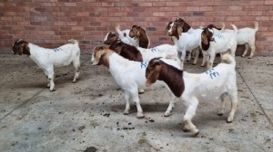 10x BOERBOK MALE MADEVU FARMING