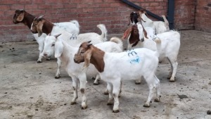 7x BOERBOK MALE MADEVU FARMING