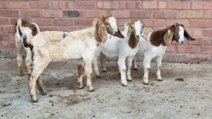 4x BOERBOK FEMALE MADEVU FARMING