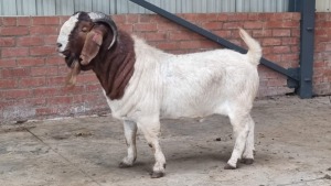 1x BOERBOK MALE MADEVU FARMING