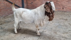 1x BOERBOK MALE MADEVU FARMING