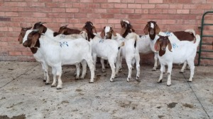 10x BOERBOK MALE MADEVU FARMING