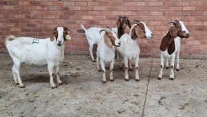 5x BOERBOK FEMALE MADEVU FARMING