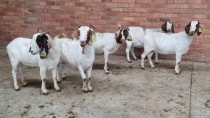 5x BOERBOK FEMALE MADEVU FARMING