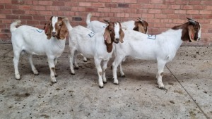 4x BOERBOK MALE MADEVU FARMING