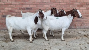 5x BOERBOK FEMALE MADEVU FARMING