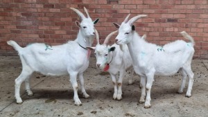 3x MELKBOK MALE NARDUS VOLSCHENK