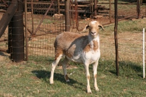 1X OOI/EWE B3 Genetics - Charles Freeme - 074 207 0007